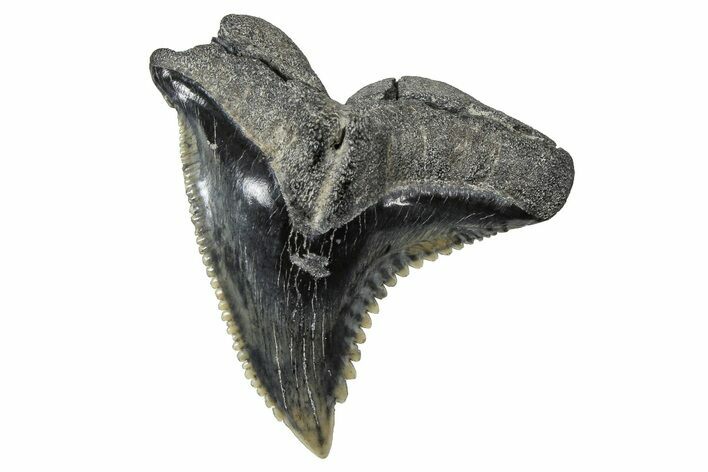 Snaggletooth Shark (Hemipristis) Tooth - South Carolina #375864